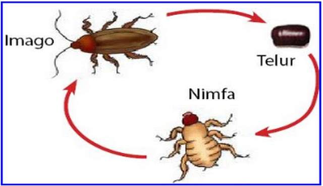 gambar metamorfosis kecoa