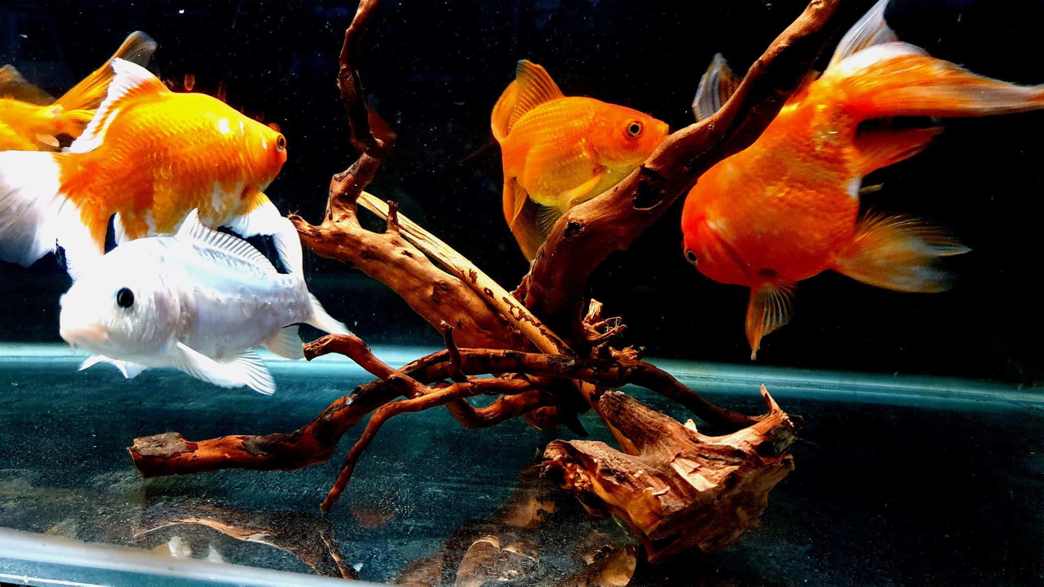 Community Fish Tank 4K Ultra HD Wallpapers / Backgrounds