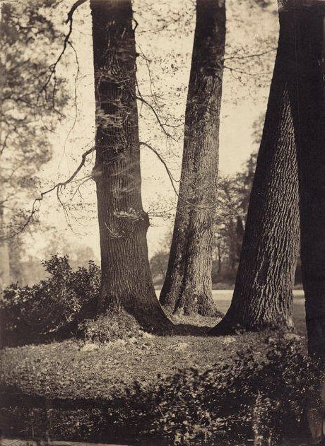 Forêt de Fontainebleau, Gustave Le Gray.