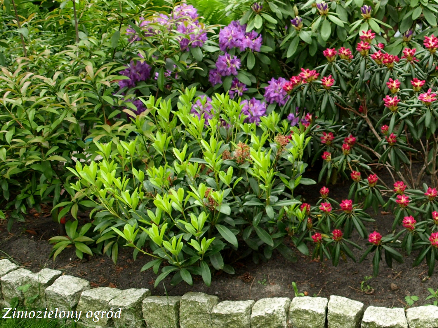 Milosnicy Roslin Skimmia Japonska Japonica Rubella Kolejne 2