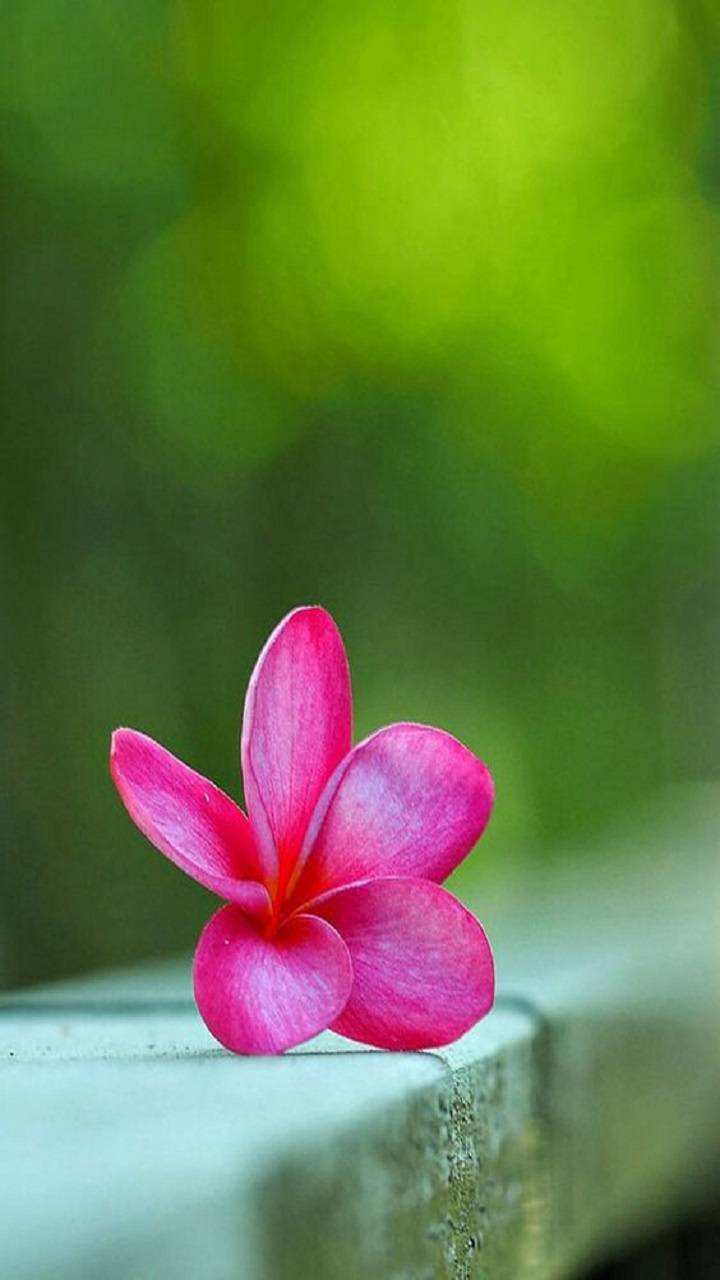 395+ Flower Images Download Flower Dp, DP Images GOODMORNINGIMAGESS