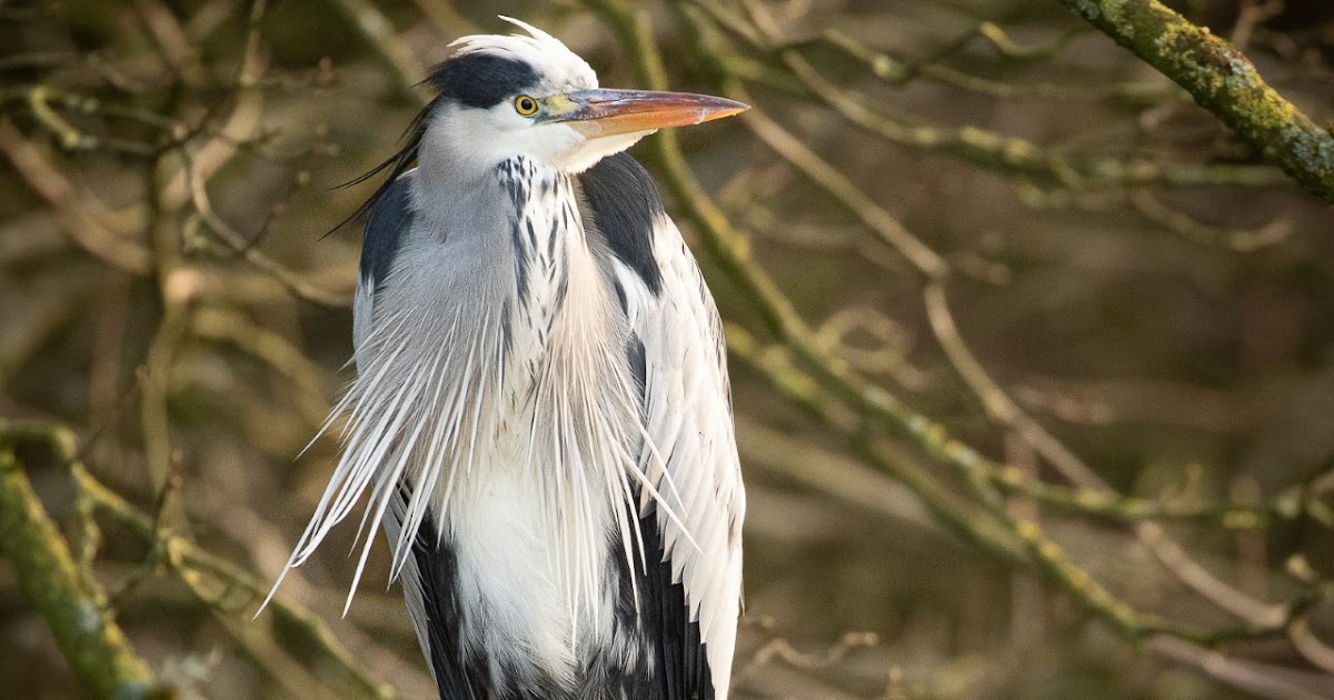 NI Bird Pics Terry Hanna Grey Heron & Cormorant