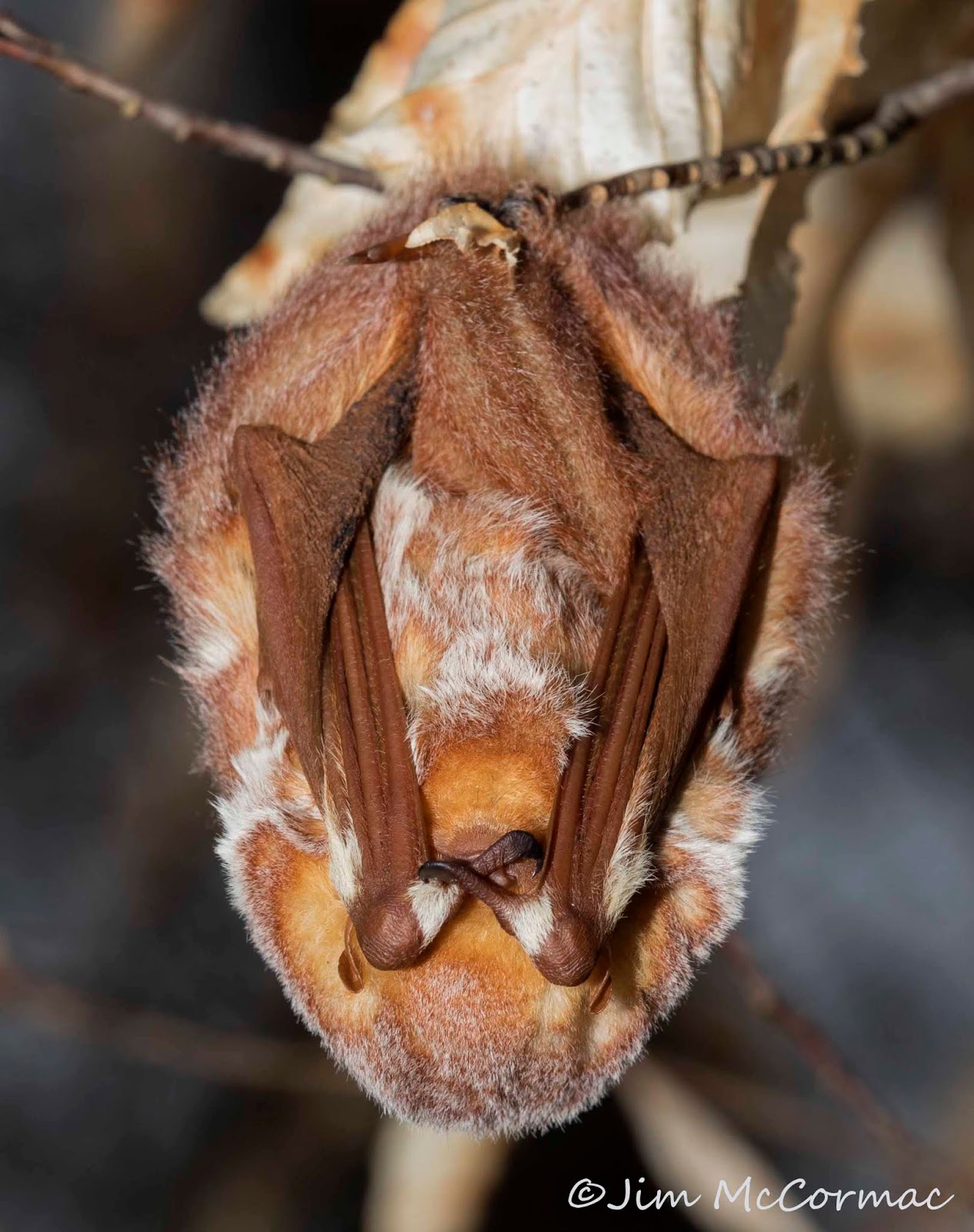 Ohio Birds and Biodiversity Eastern Red Bat 32 F!