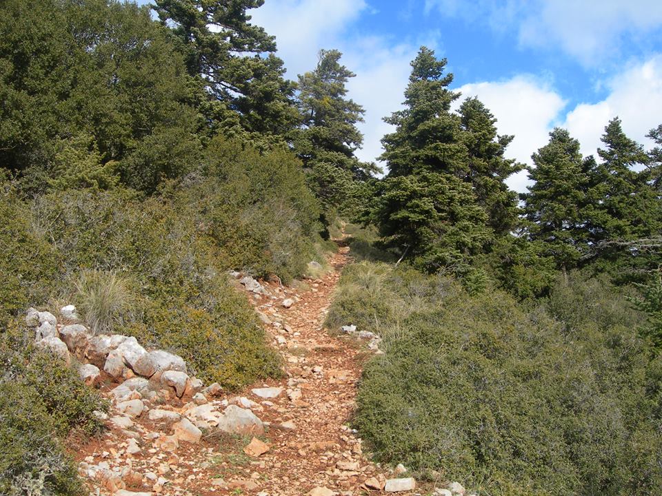 Good routes through the pine forest for mountain bikers and walkers