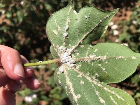 Mealybugs in cotton મીલીબગ (ચીકટો)