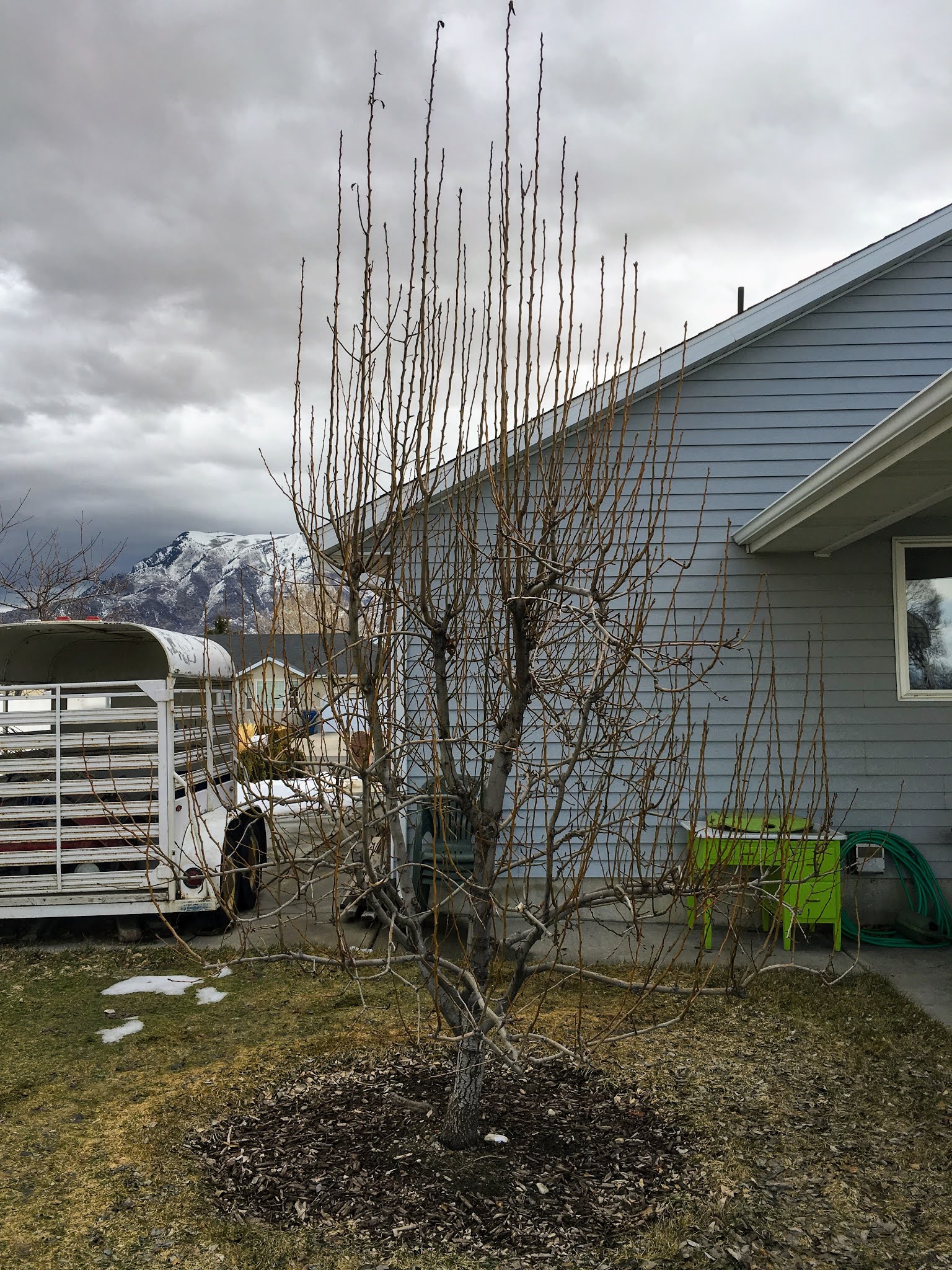 Fruit Tree Pruning at Its Best How to Prune Pear Trees