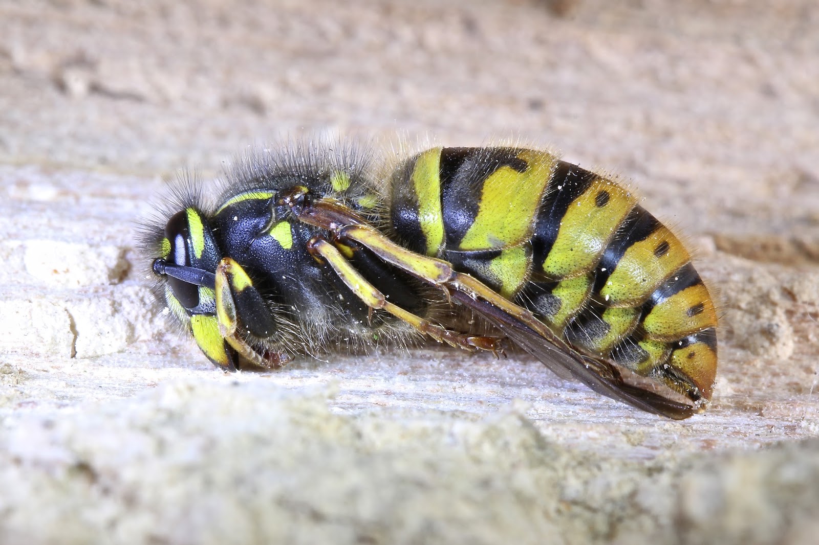 TrogTrogBlog Wasps in the woodpile