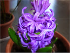 Hyacinthus