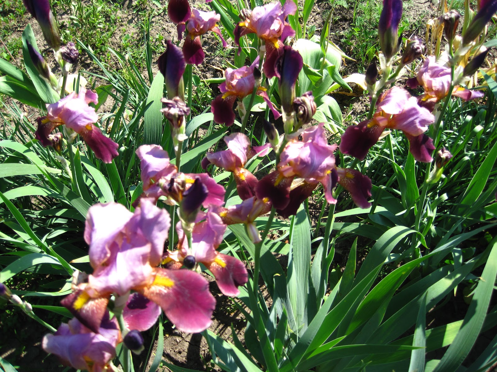 Enjoying My Garden Flowers of Ukraine...