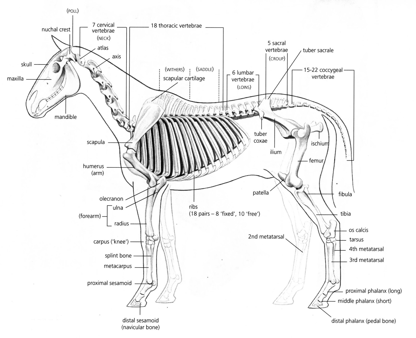 Horse Anatomy Diagram
