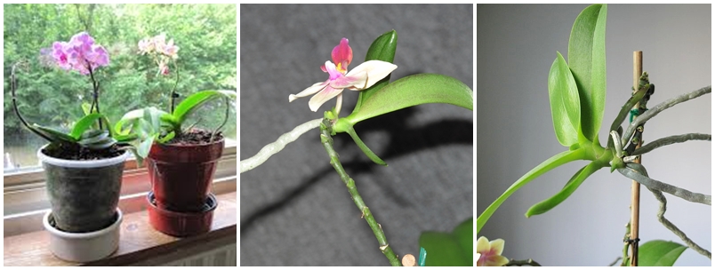 Cantinho verde - horta e jardim: Reprodução da orquídea phalaenopsis