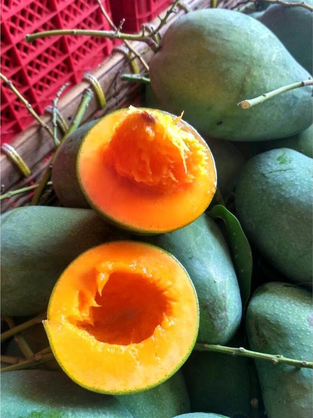 Bibit Tanaman Buah Mangga Alpukat Sumatra Barat