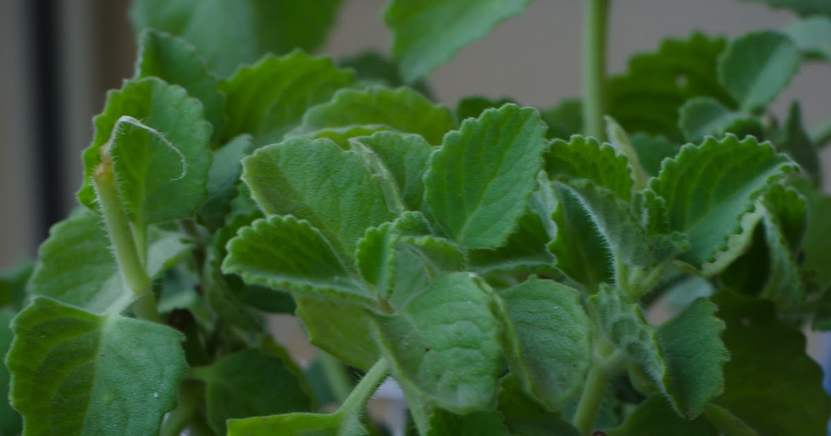 Zeera & Ajwain leaves Rasam/Jeera Omavalli Rasam/Jeeragam Karpooravalli
