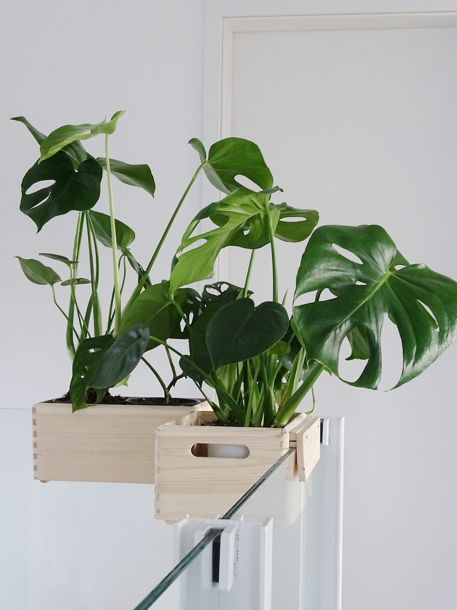 DIY-Blumenkasten zum Aufhängen an Treppengeländern und Galerien plus Pflegetipps und Informationen zur Monstera-Pflanze | https://mammilade.blogspot.de DIY-Blumenkasten zum Aufhängen an Treppengeländern und Galerien plus Pflegetipps und Informationen zur Monstera-Pflanze | https://mammilade.blogspot.de