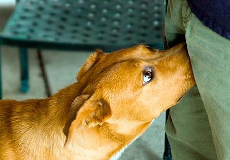 ¿Por qué a los PERROS les gusta OLER el "CULO"?