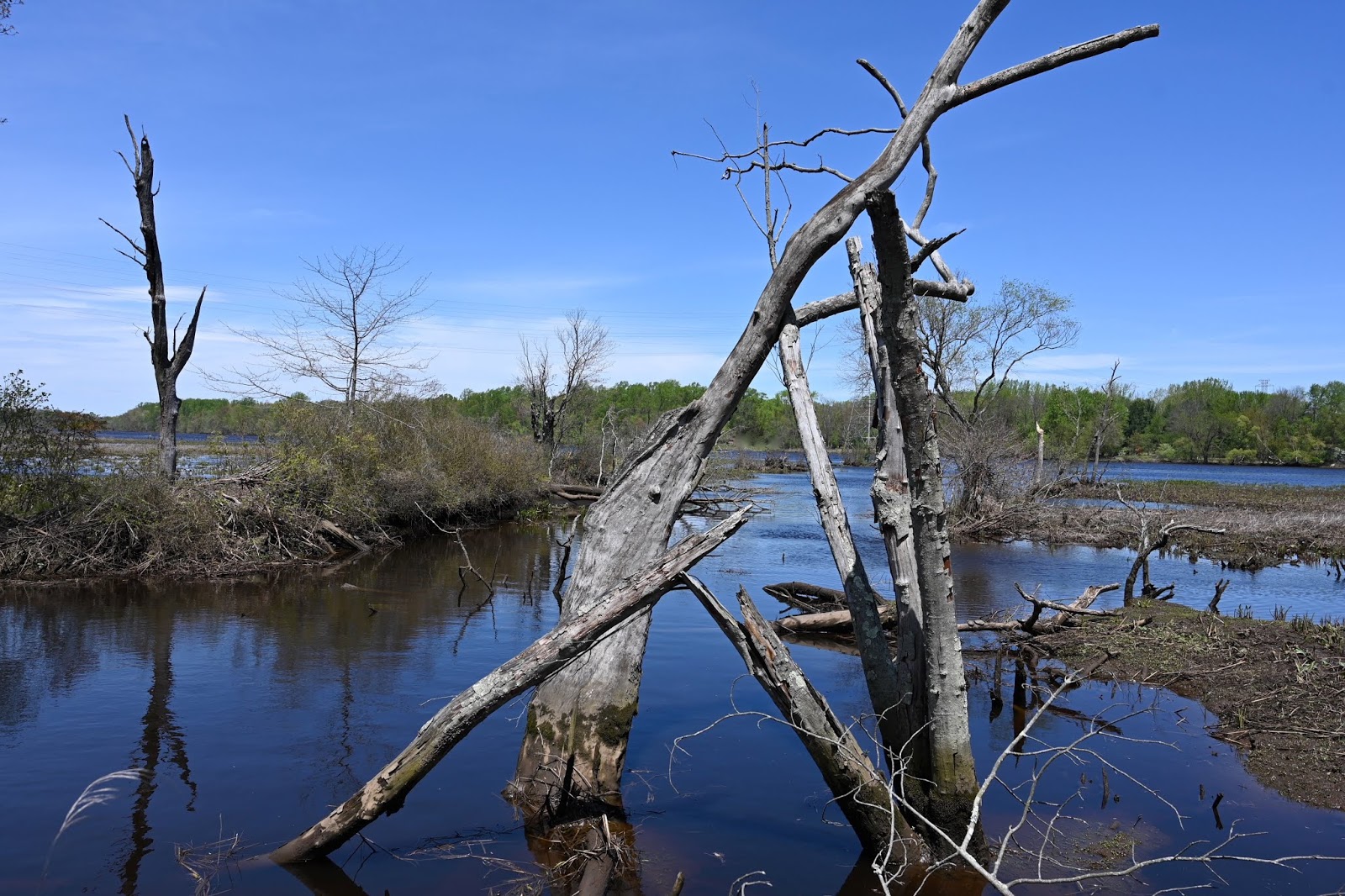 Urban Wildlife Guide: New Jersey Parks Open