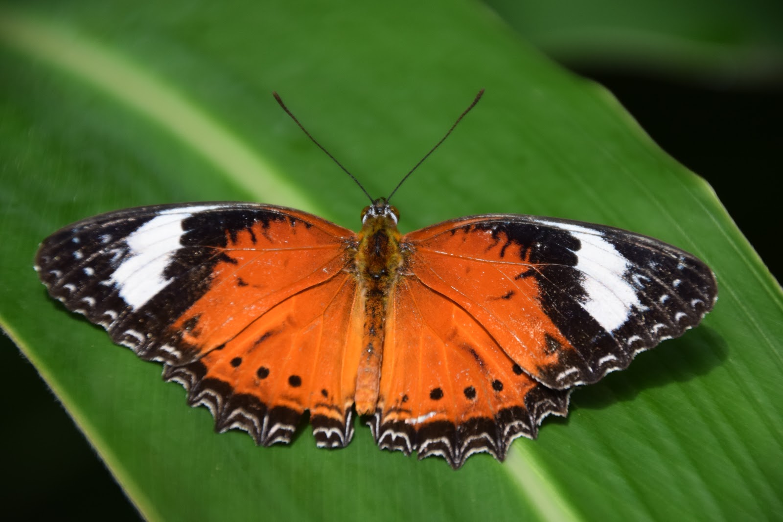 Maxim Down Under Kuranda