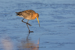 Wildlifefotografie Naturfotografie Dümmer See Uferschnepfe