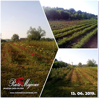 Sadnice ruza Stablasice, floribunde, cajevke, penjacice ruza