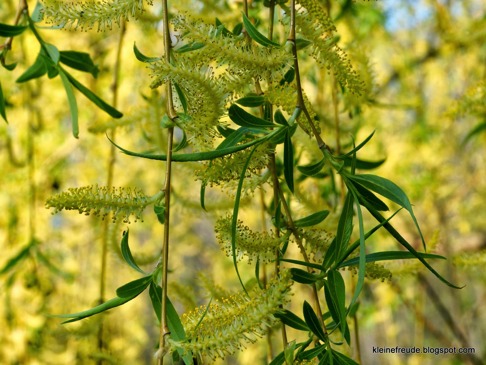 kleine freude: Das Heute ist gelb