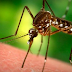 ΠΡΟΣΟΧΗ: Εντοπίστηκαν φονικά κουνούπια και στην Ελλάδα
