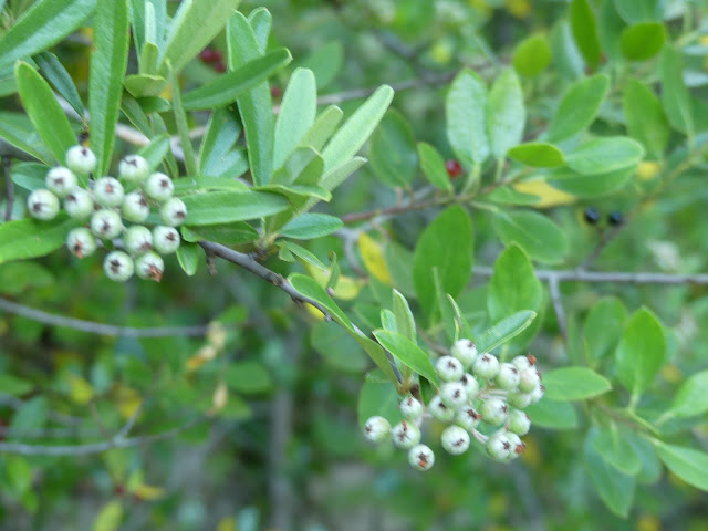 Acerolo Crataegus azarolus L.