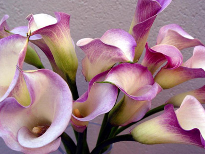 Flower Homes: Calla Lily Flowers