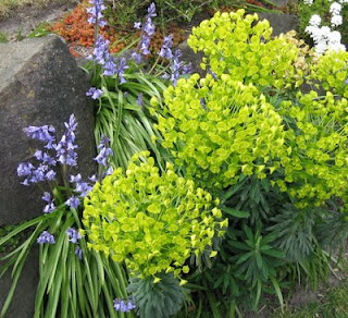 seattle garden ideas rockery plants part 2 seattle garden ideas rockery plants part 2