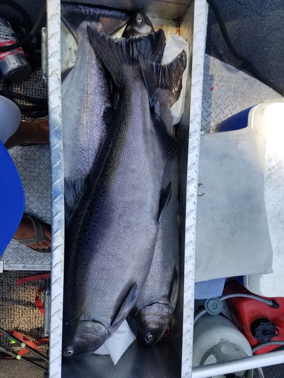 Guided Fishing on the Rogue and Umpqua Rivers' for Salmon and Steelhead