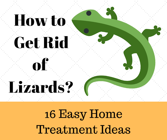 Get Rid of Lizard - 16 Easy Lizard Treatment at Home How to Get Rid of Lizards - 16 Easy Home Treatment Ideas