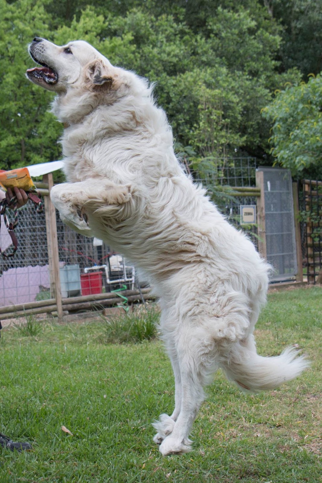 Do Great Pyrenees Jump Fences