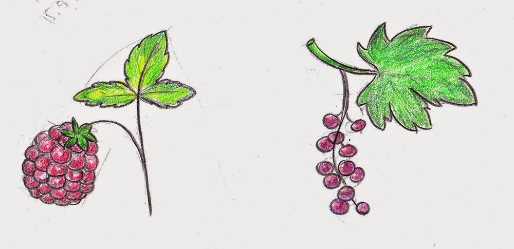 Нарисовать репейник карандашом поэтапно ребенку