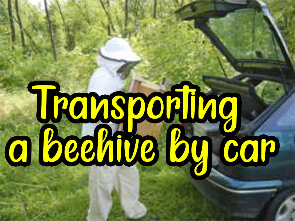Transporting a beehive by car Transporting a beehive by car
