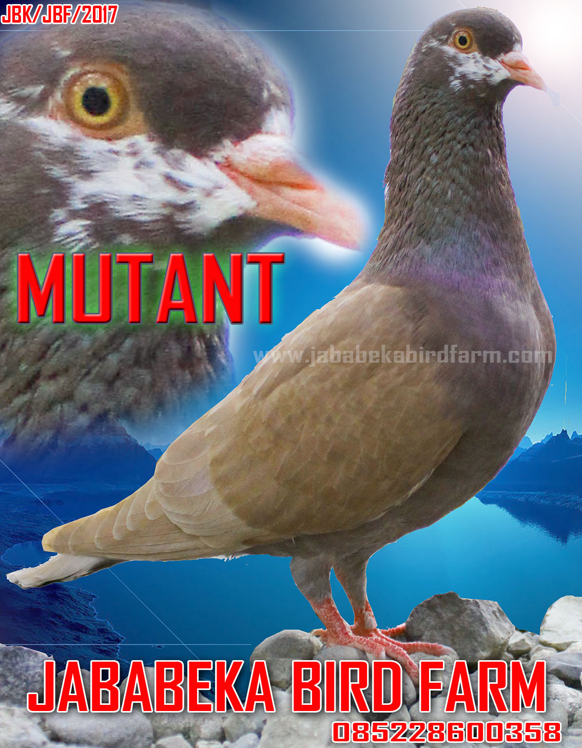 085228600358 Burung Burung Merpati Juara Lomba Juara