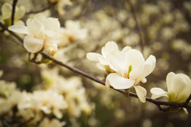 Korean Magnolia Flowers