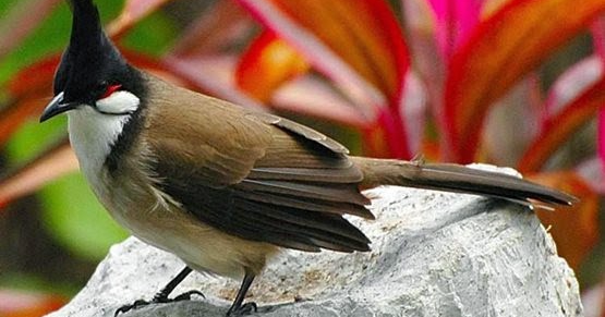 Harga Burung Kutilang Terbaru Februari 2020