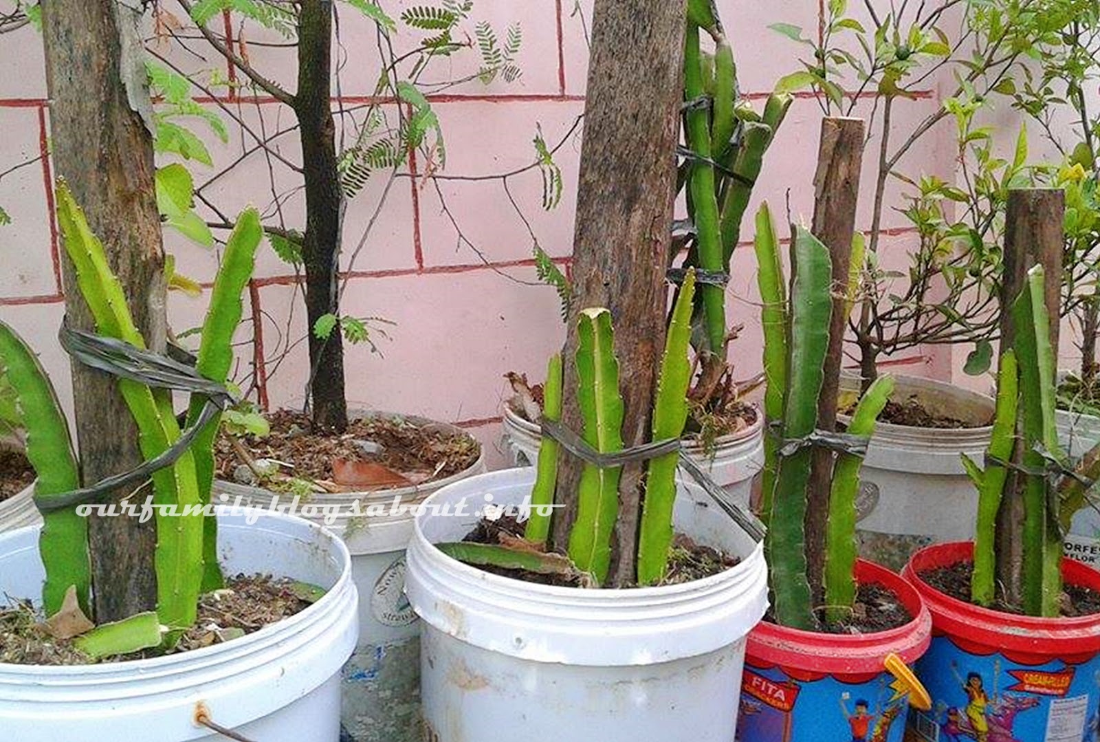 Growing Dragon Fruits in Pots