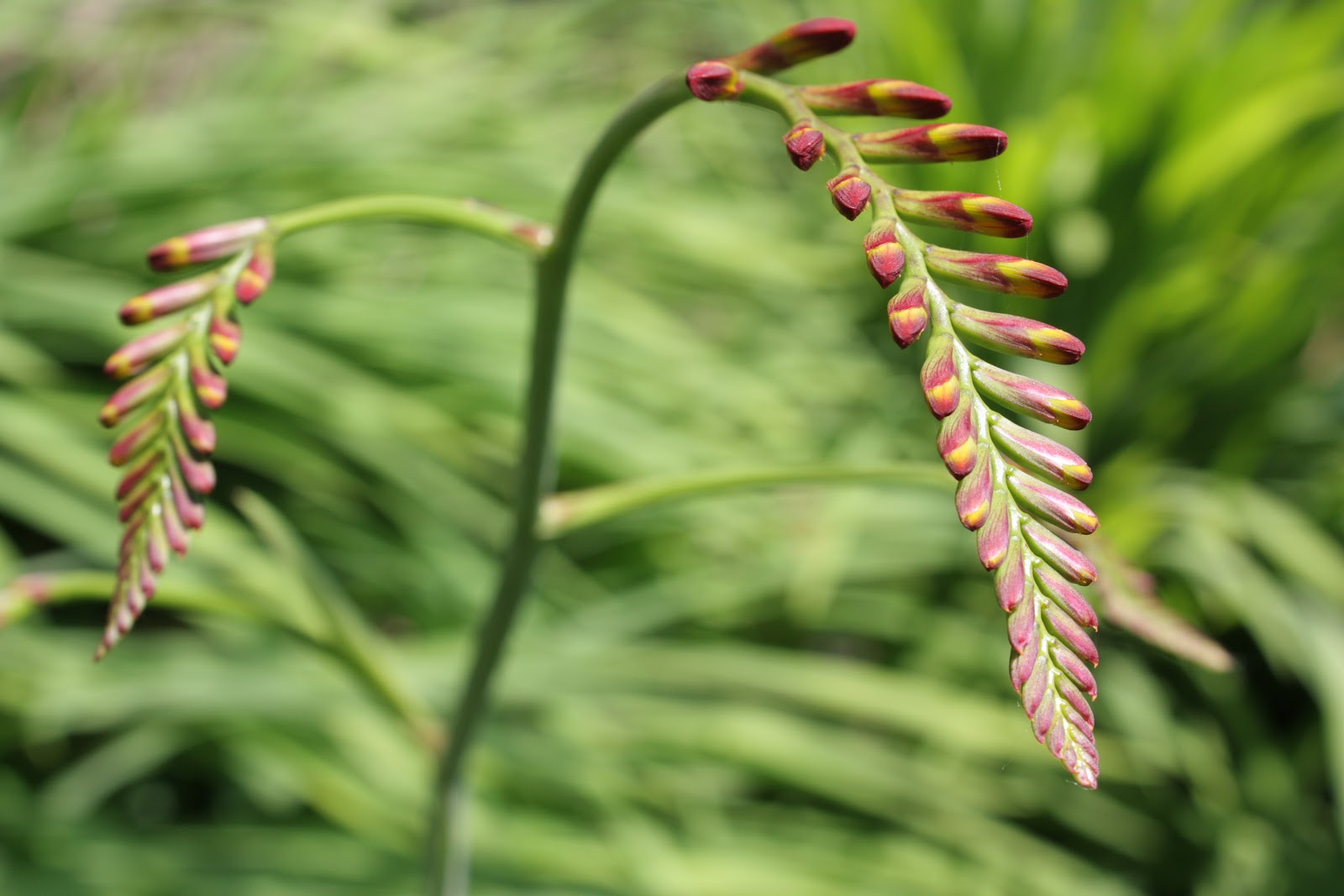 This Rawsome Vegan Life veggie wrap & miso mustard gravy
