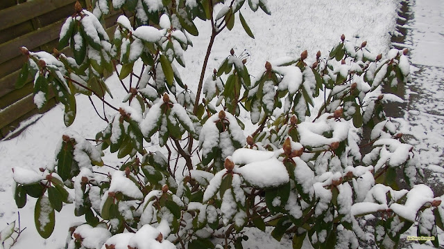 Rhododendron bedekt met sneeuw