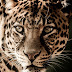 A leopard portrait