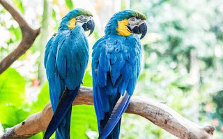 तोता के बारे में जानकारी हिंदी में ▷ some facts about parrot in hindi तोता के बारे में जानकारी हिंदी में ▷ some facts about parrot in hindi