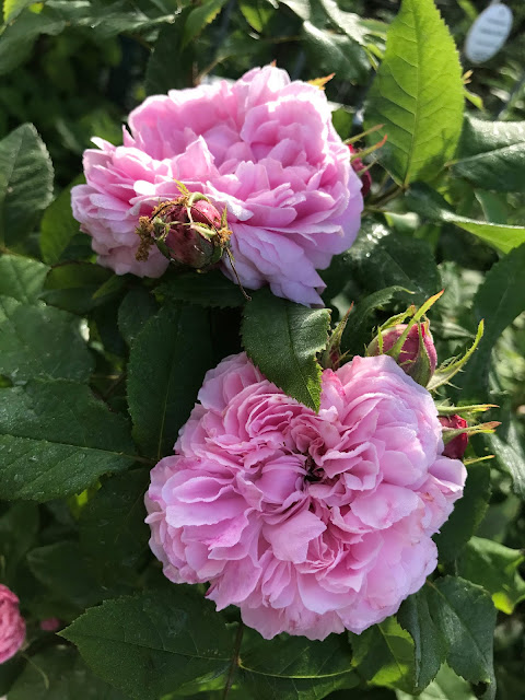rosa Jacques Cartier (c) by Joachim Wenk rosa Jacques Cartier (c) by Joachim Wenk
