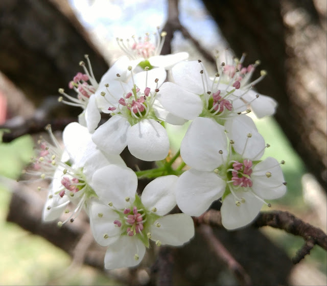 Beautiful blossom bouquet