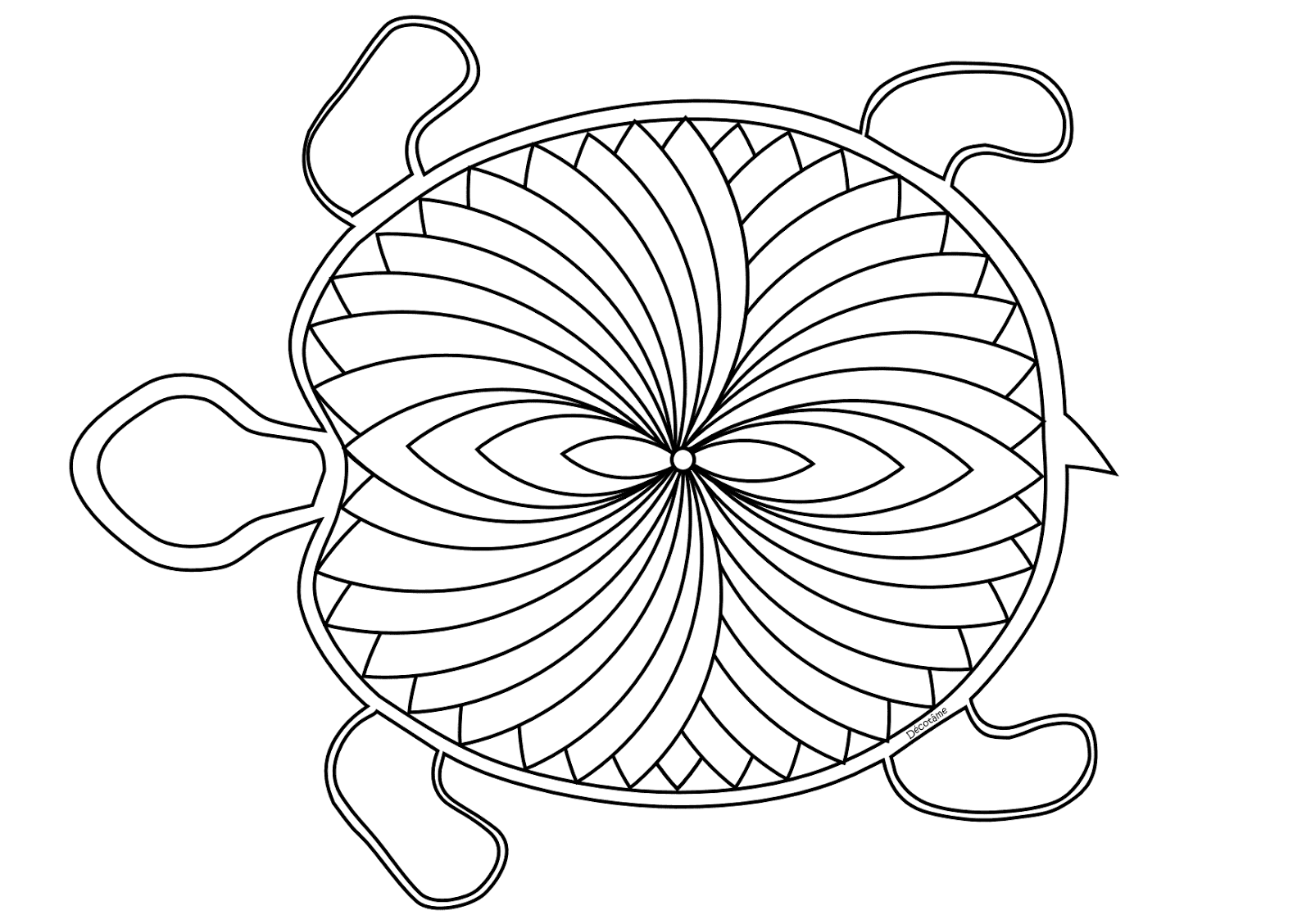 abreuvement tortue hermann