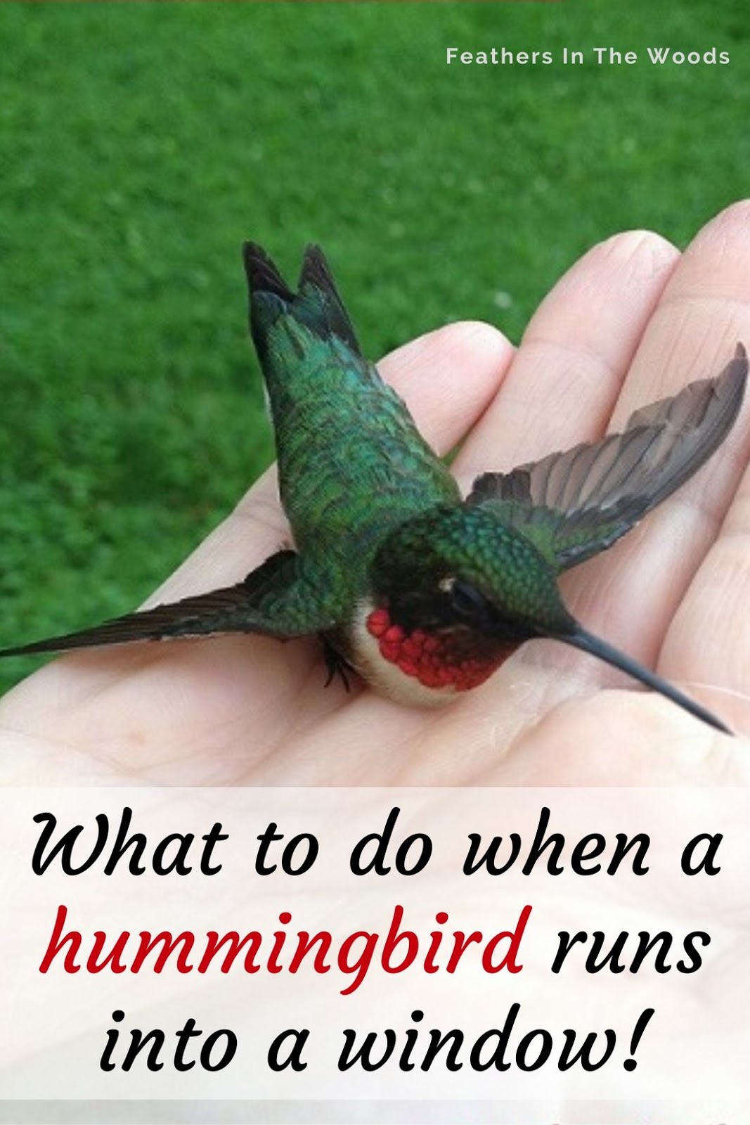 What to do when a hummingbird runs into a window Feathers in the woods