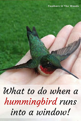 hummingbird into window runs help feathersinthewoods bird injured dog birds flying being its stunned ruby