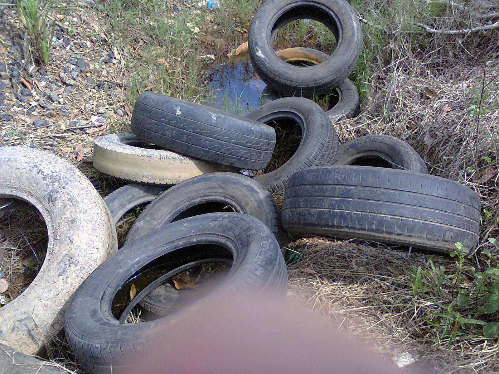 Tempat Perindukan Vektor Demam Berdarah