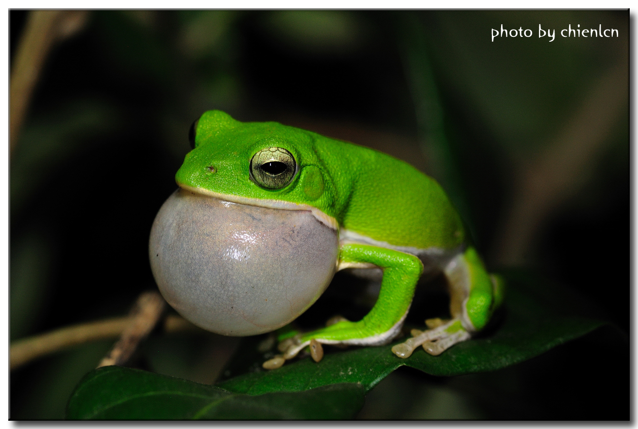 オオアリの特徴、生息地、繁殖 - オオアリの繁殖