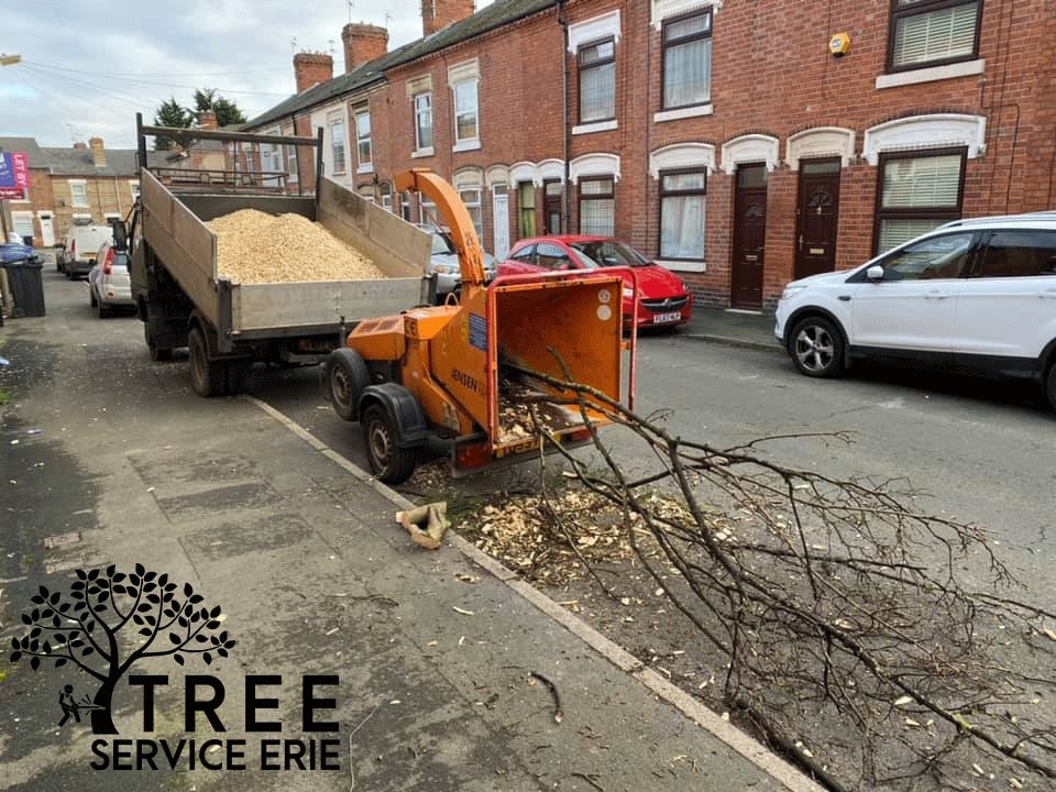 Tree Service Erie PA When is it time to prune the trees?