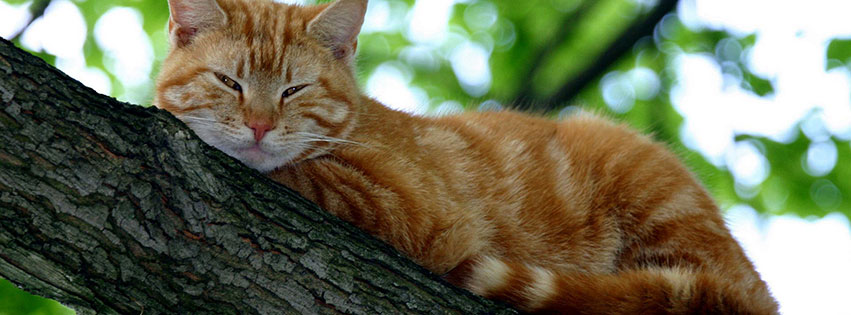Kedi facebook kapak fotografi 27